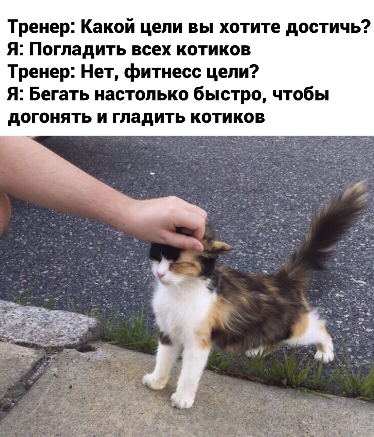 Мотивация котики