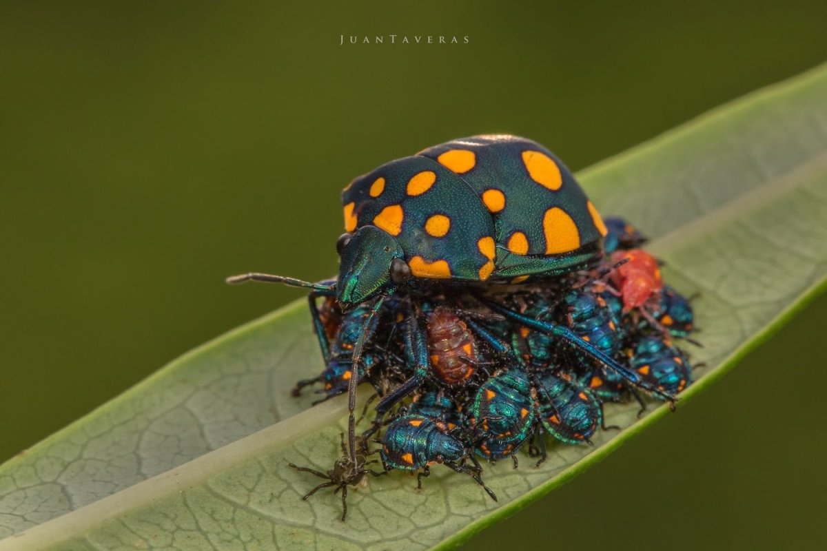 Самые милые жуки