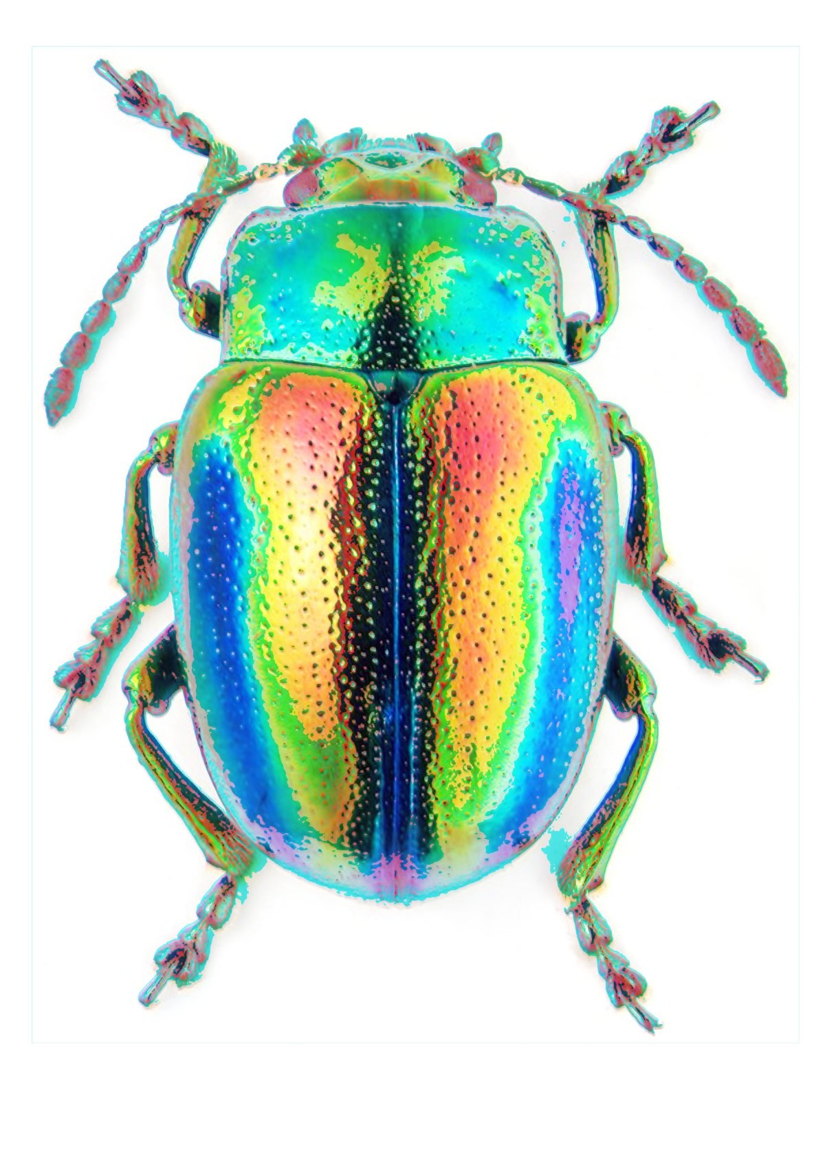 Листоед ясноточный (Chrysolina fastuosa)