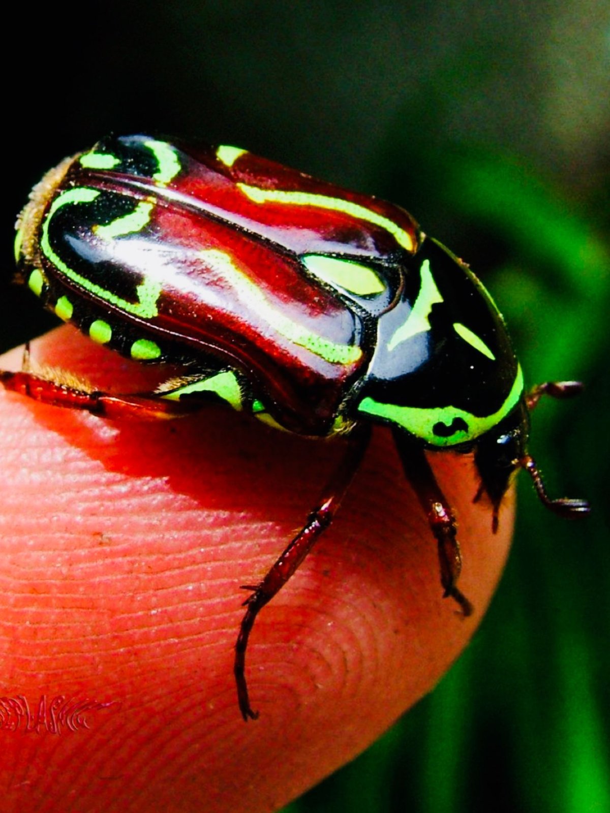 Паук скарабей