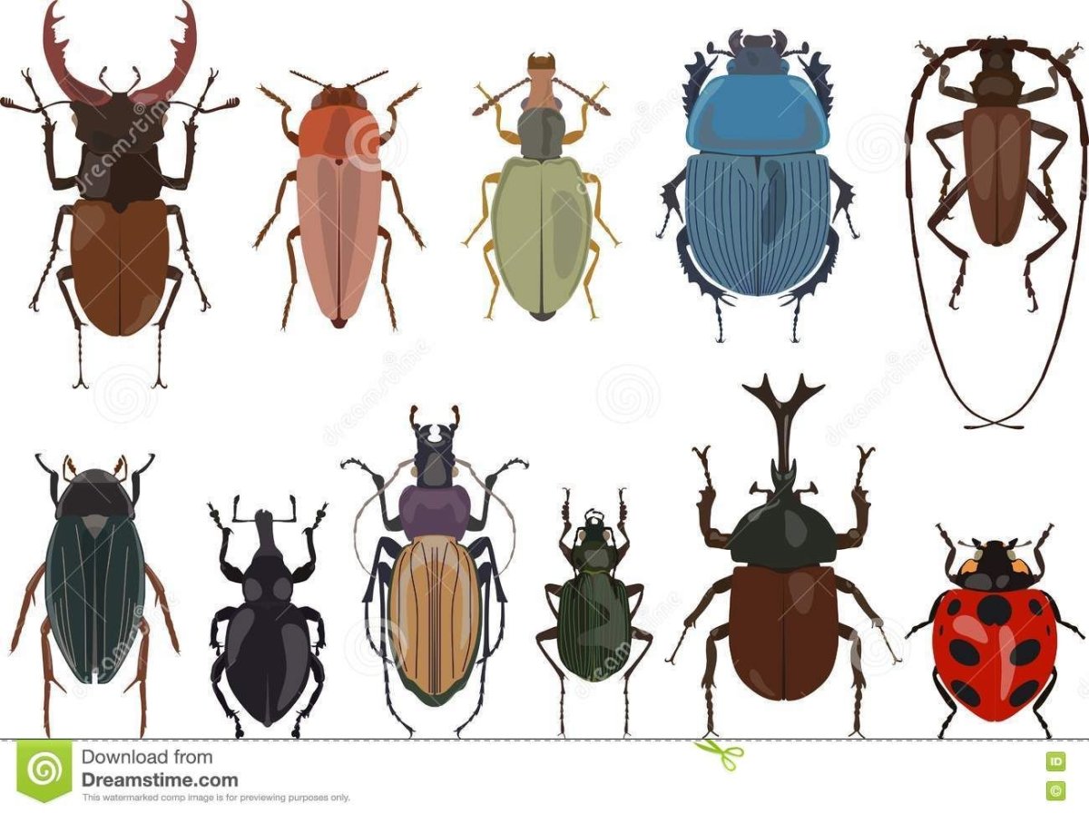 Разные жуки на белом фоне
