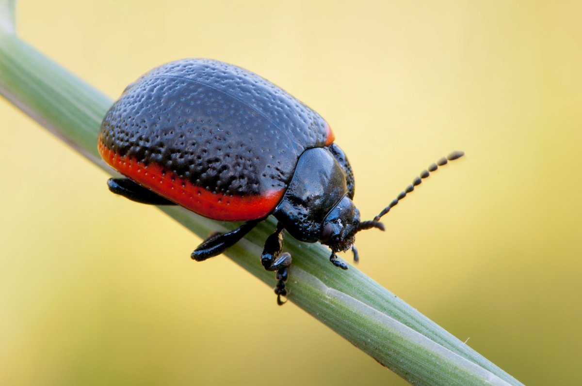 Жук Листоед черный