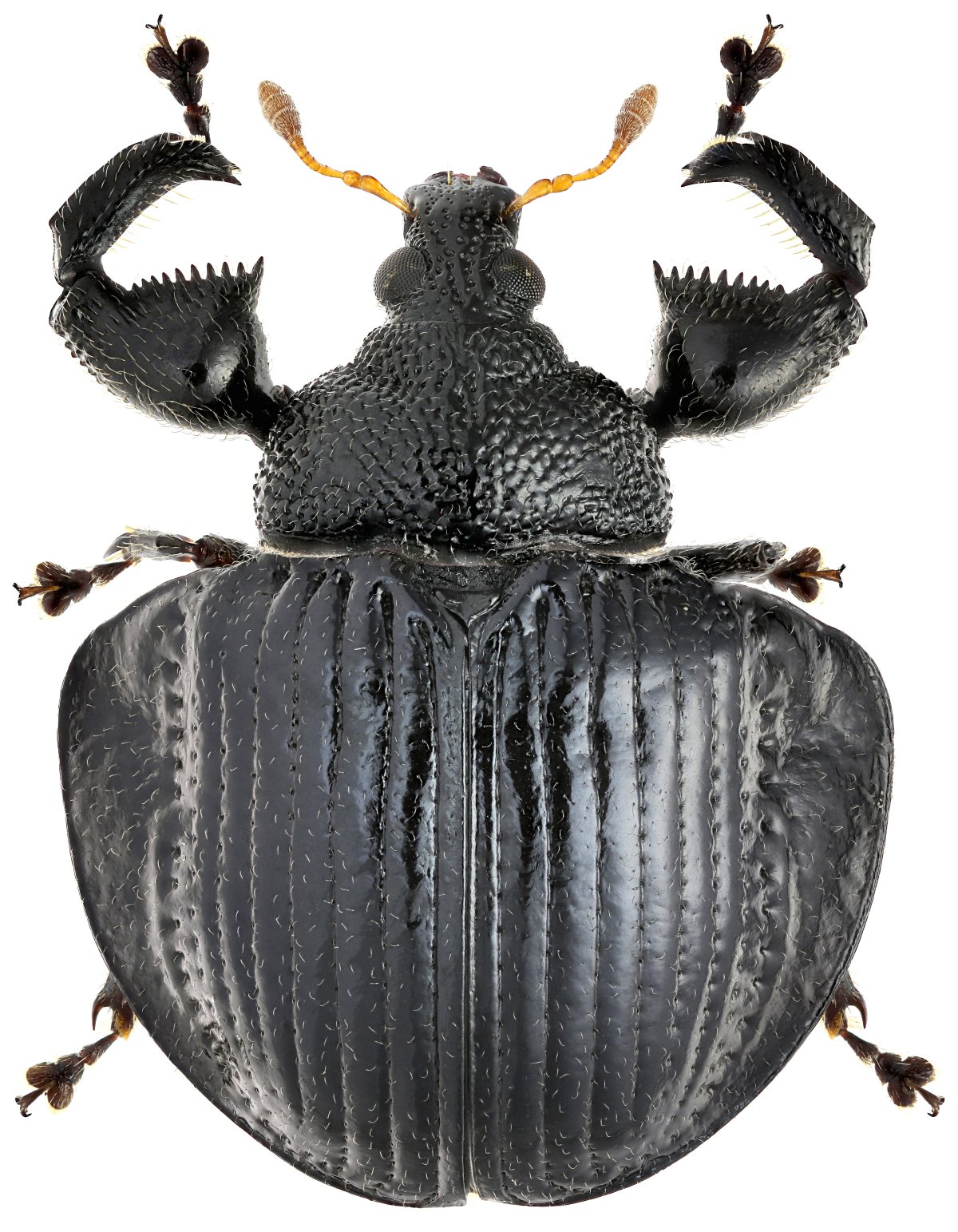 Царство жука