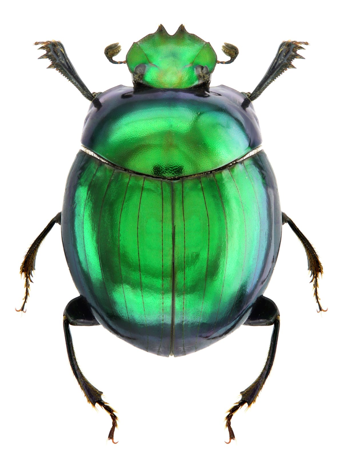 Жуки и бабочки