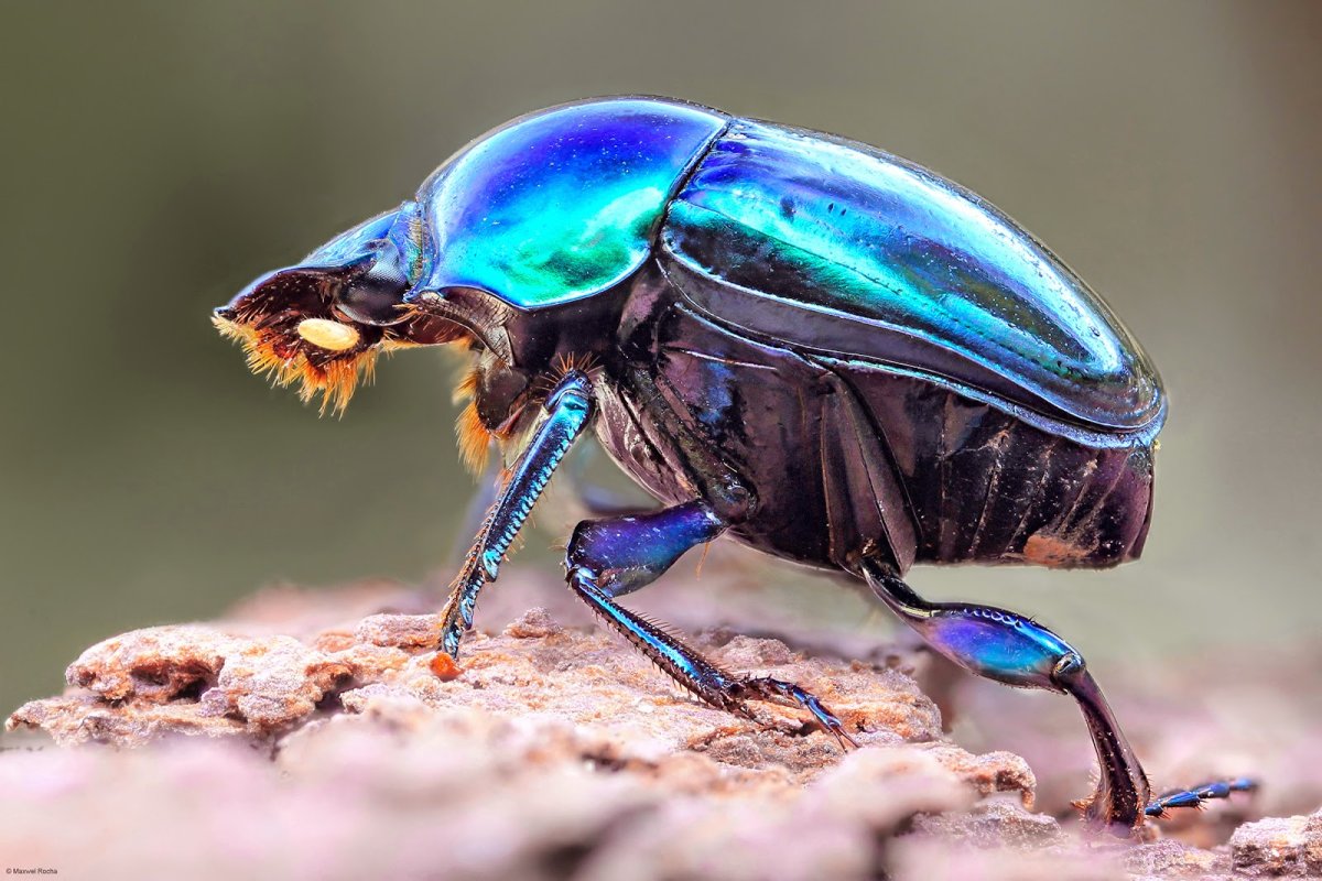 Скарабей и Майский Жук