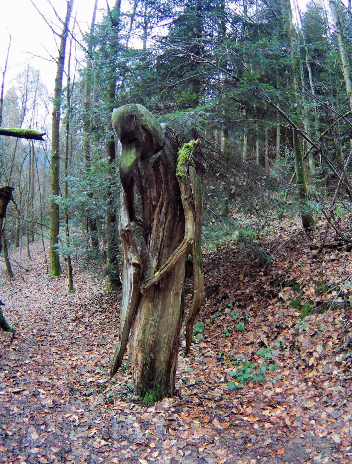 Леший волосатый