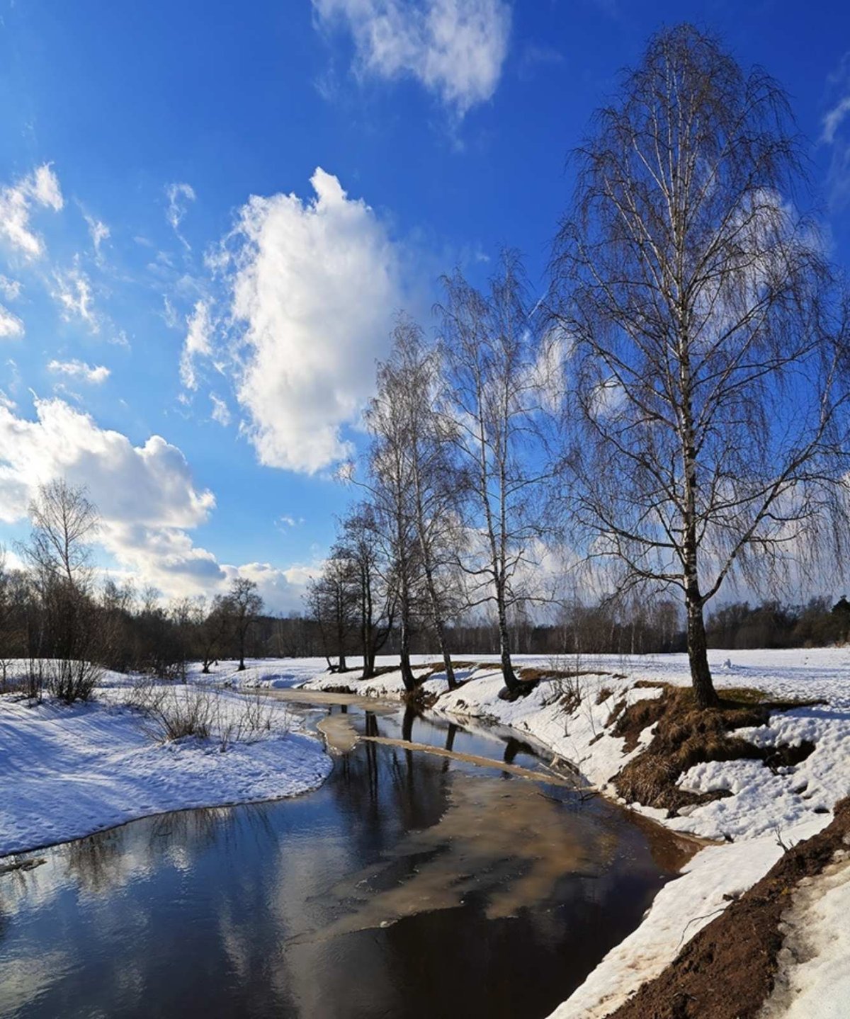 Крокусы в снегу