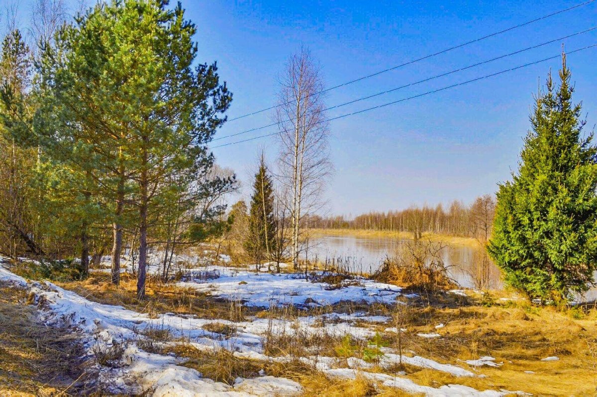 Веточка вербы