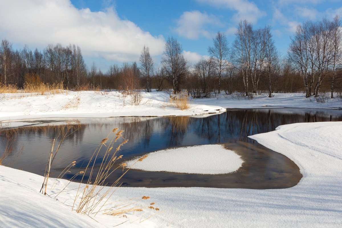 Первоцвет снежный