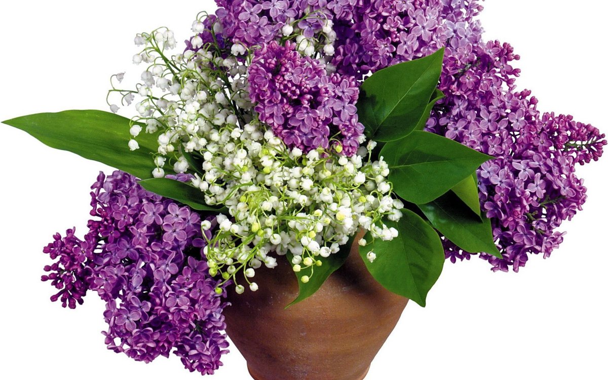 Букет сирени