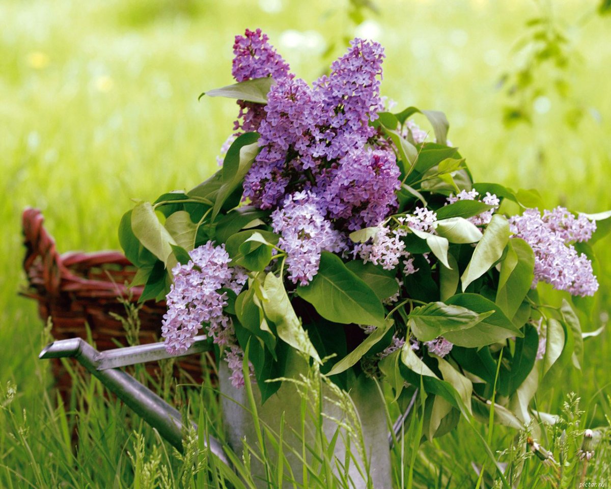 Лето сирень