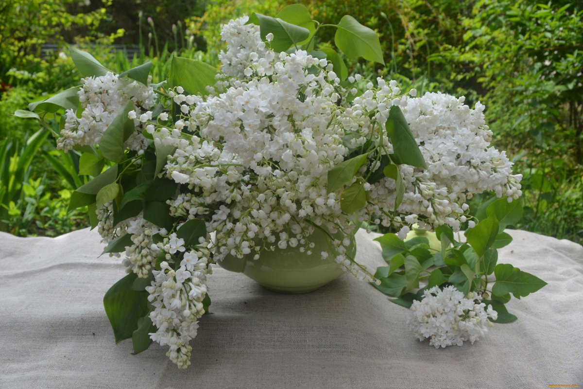 Сирень Жасмин черемуха