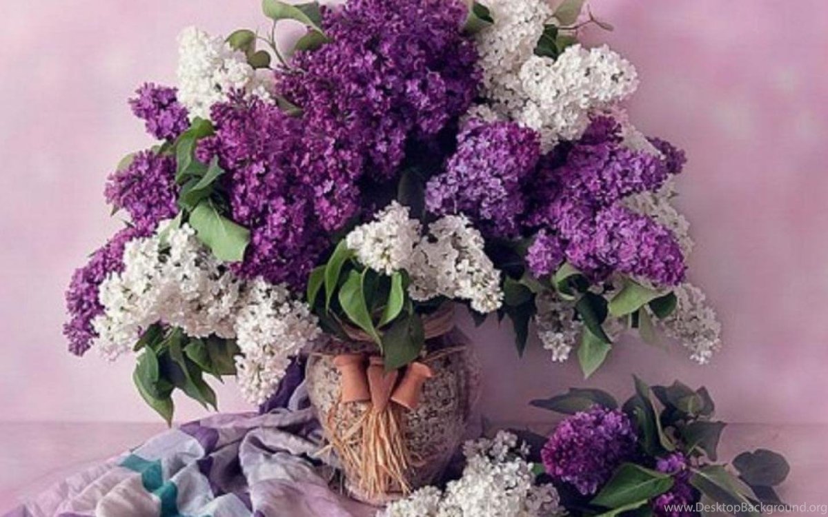 Милетто сирень