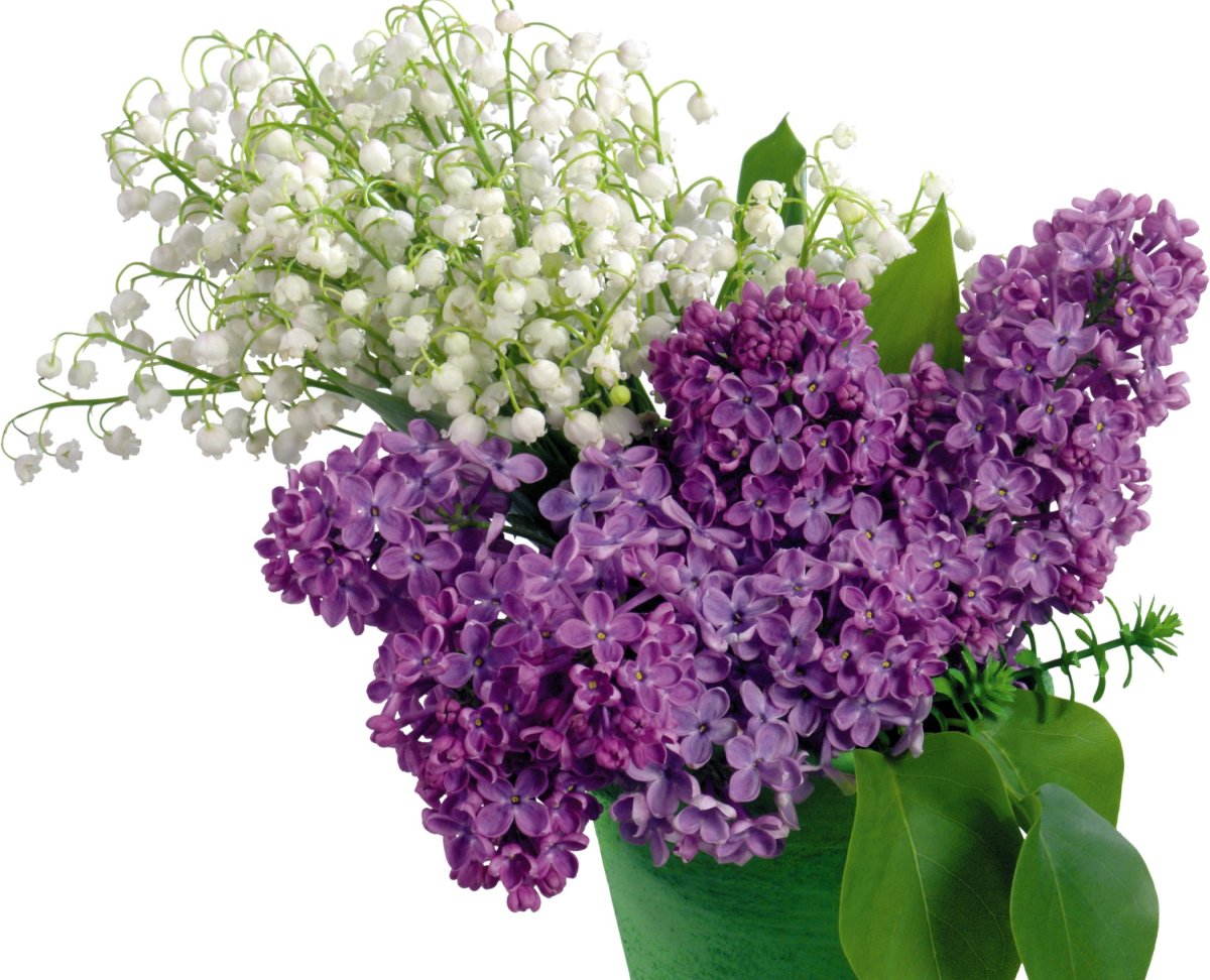 Букет сирени