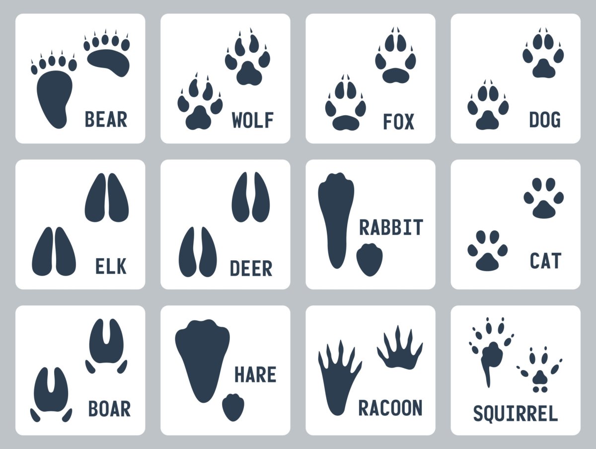 Следы животных на белом фоне