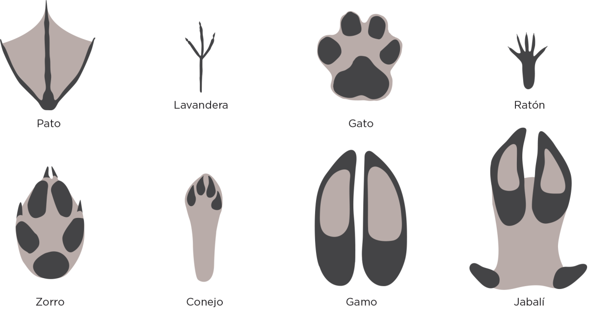 Следы белки