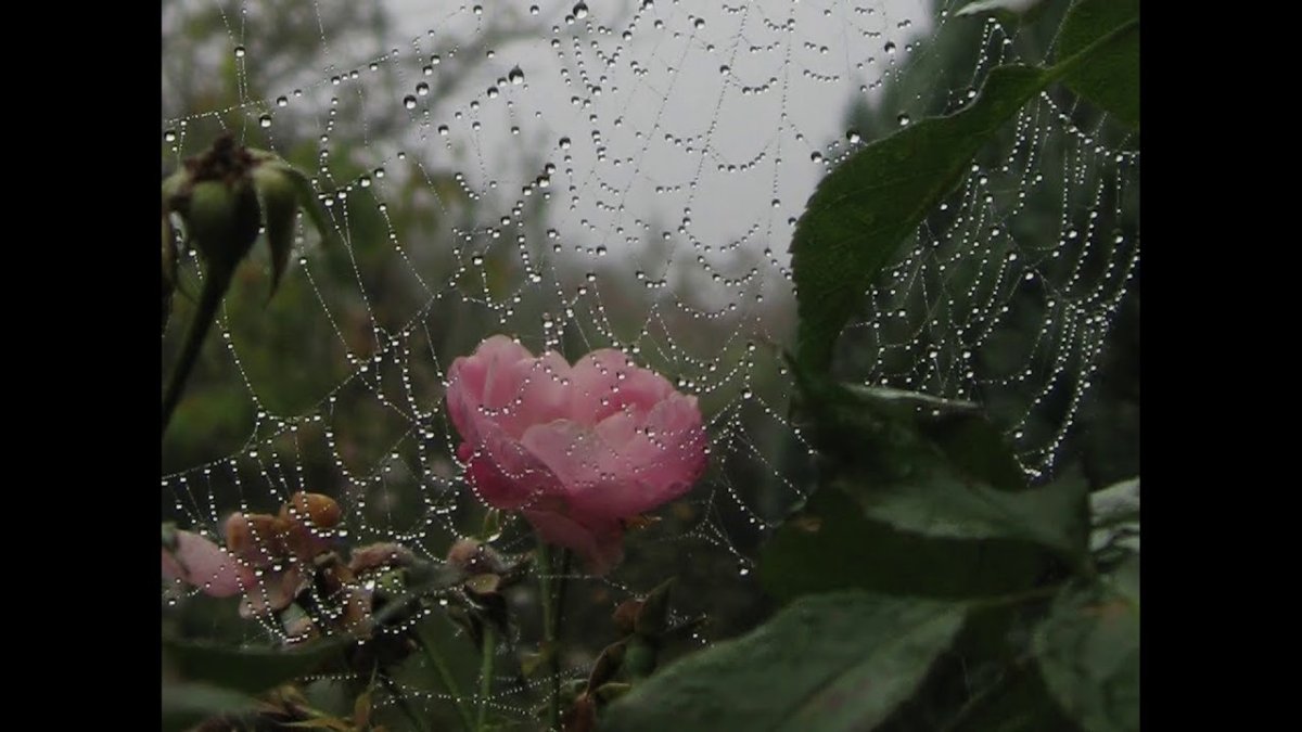 Нежные цветы под дождём