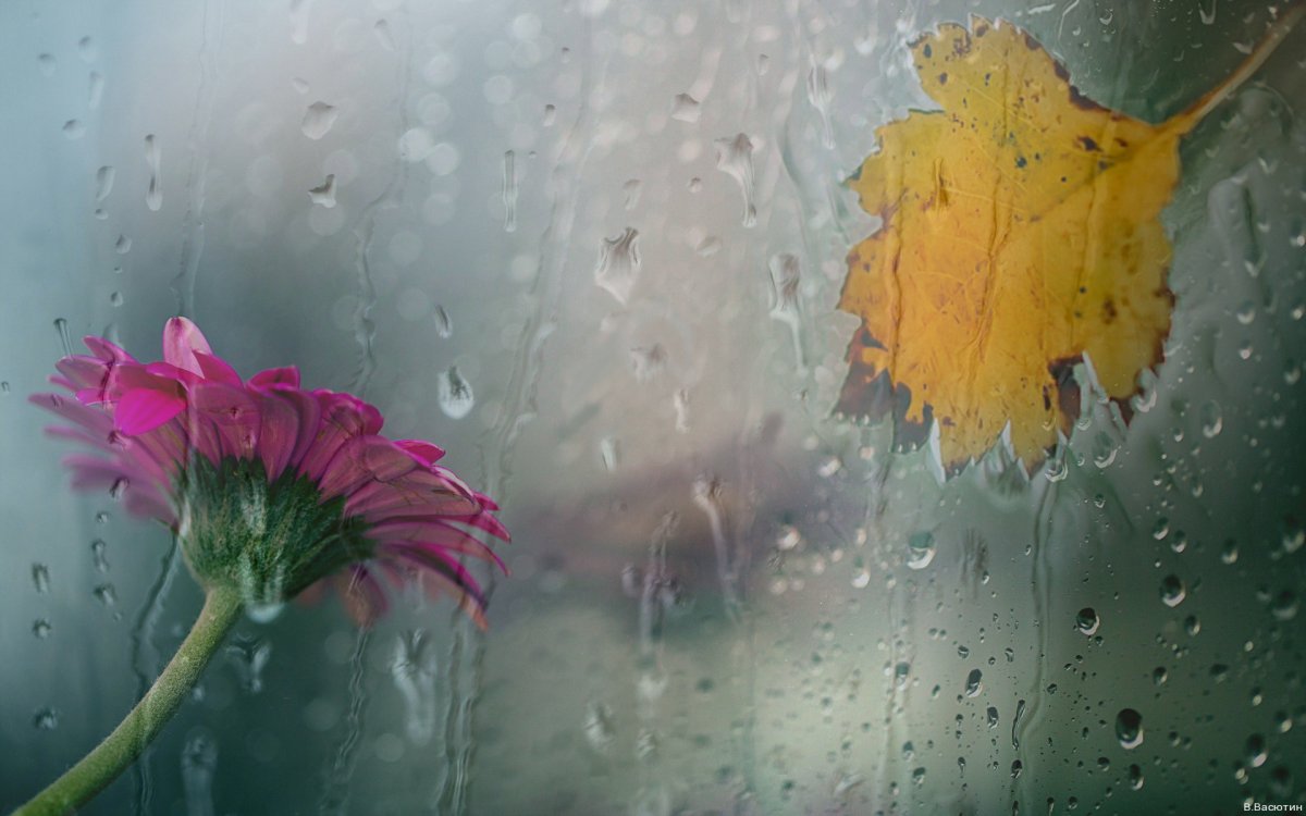 Картинки на рабочий стол дождь