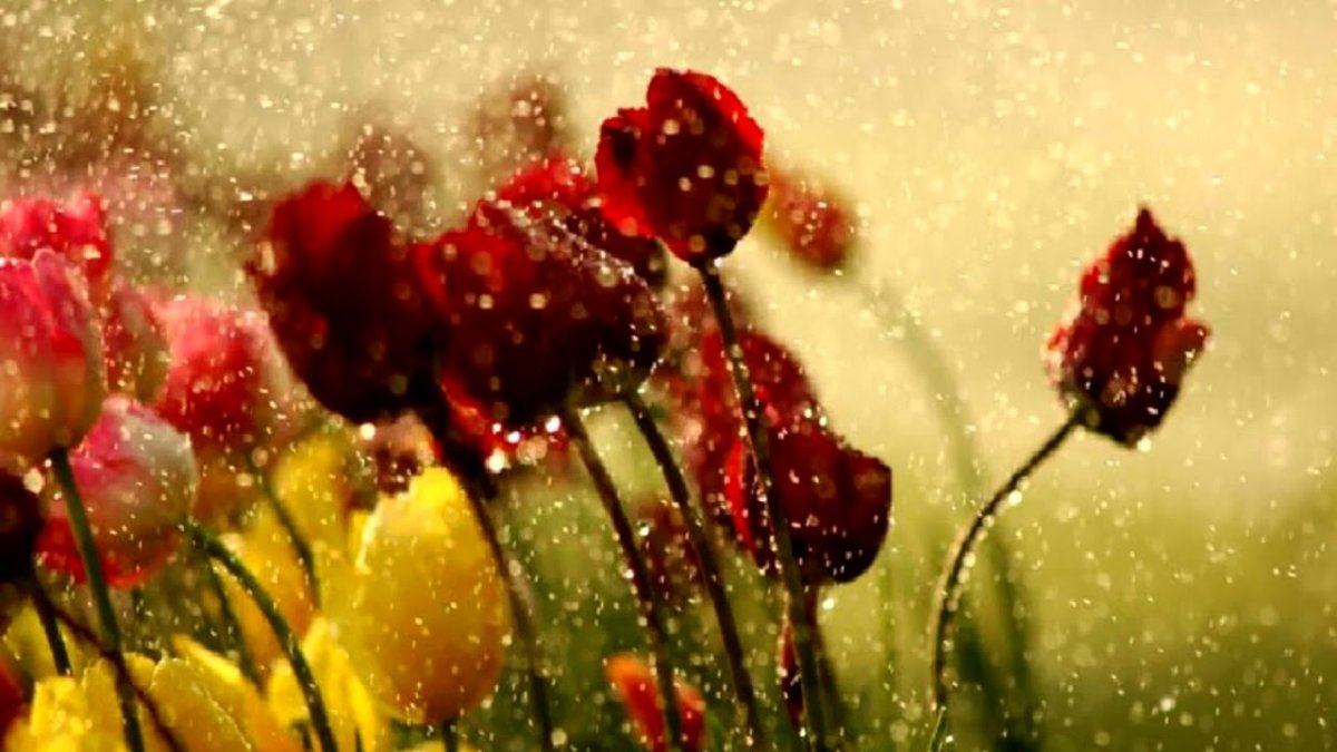 Тюльпаны под дождем