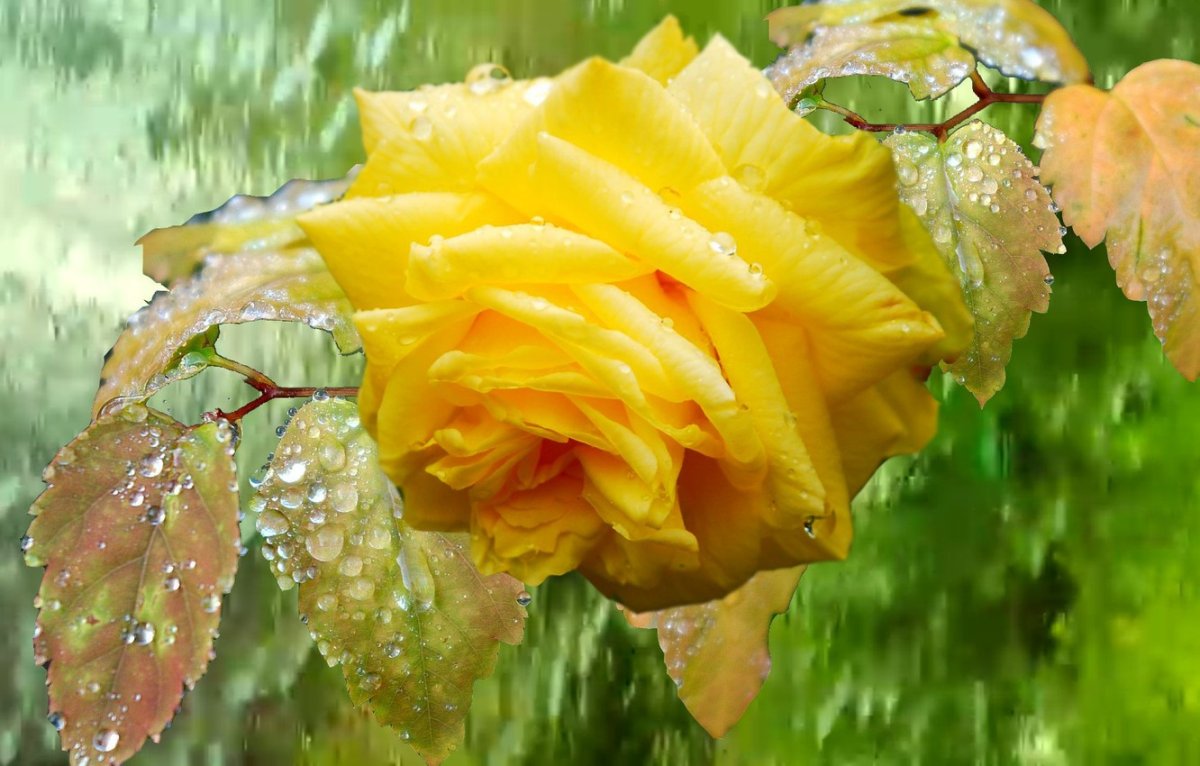 Желтые цветы под дождем