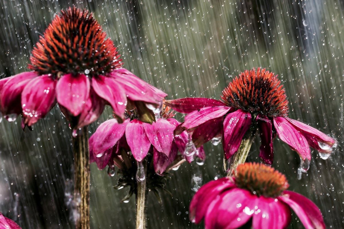 Дождевой цветок