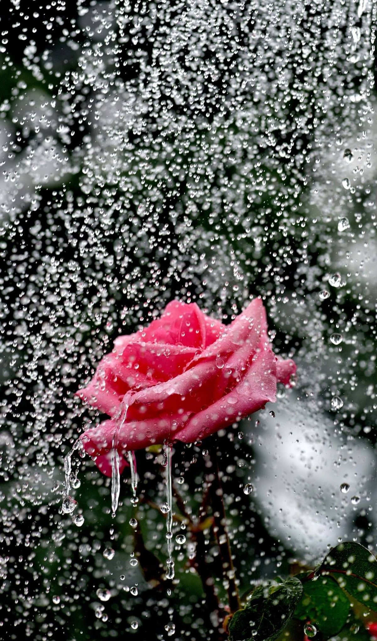 Розы под дождем