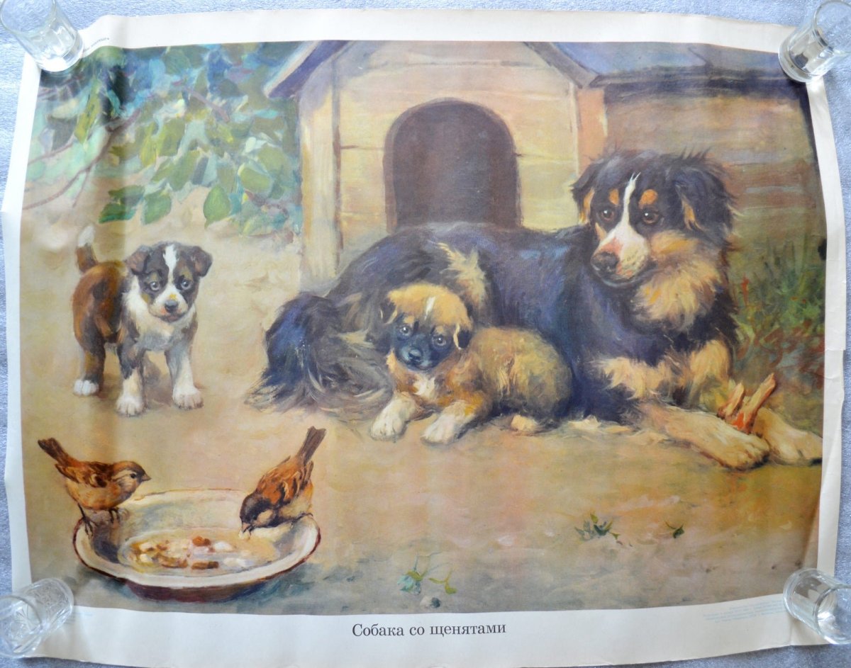 Собака со щенятами картина для детского сада