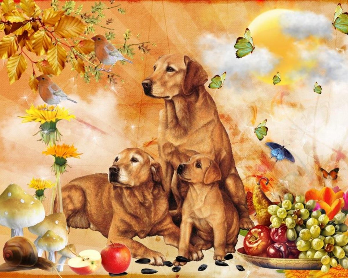 Домашние любимцы