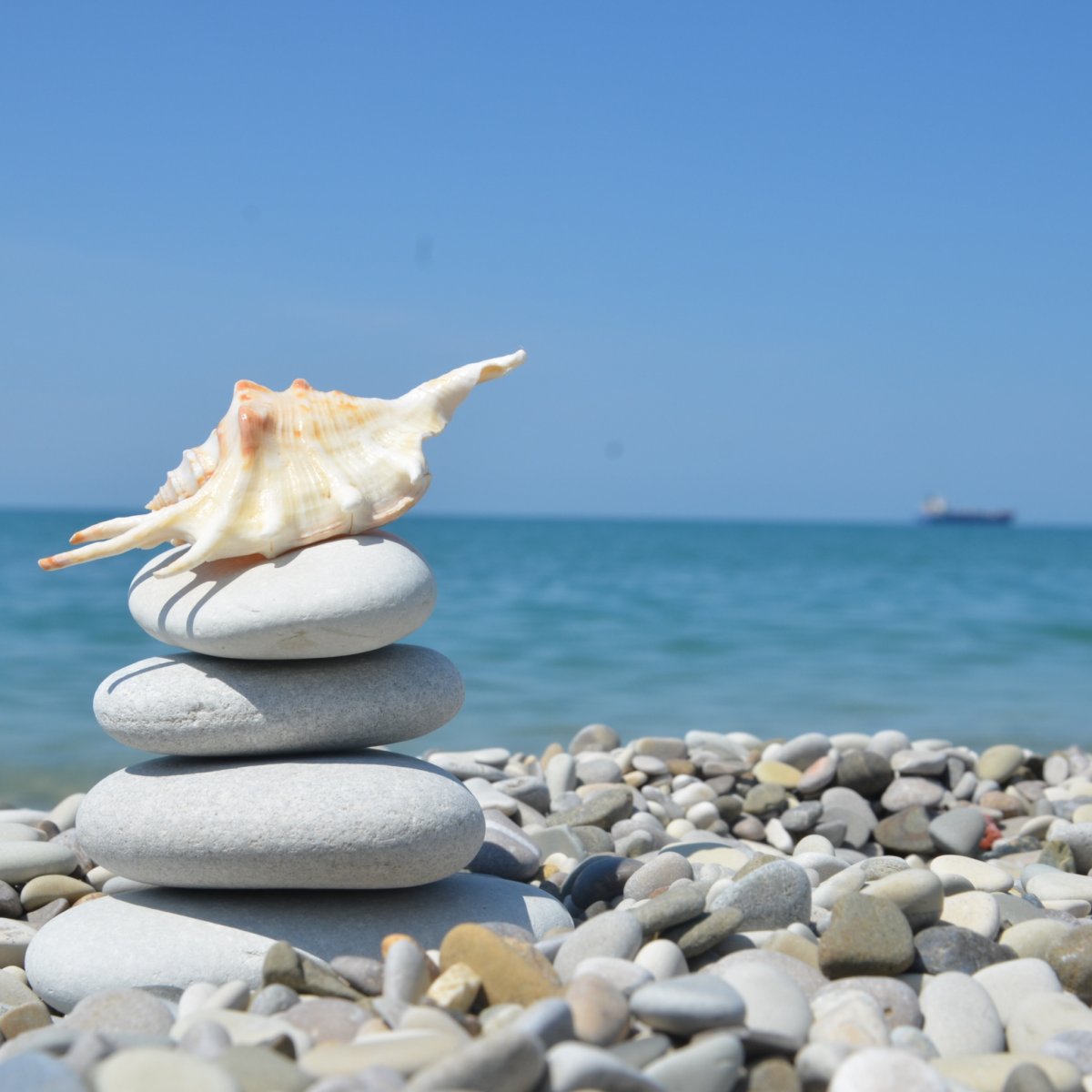 Ракушки на берегу моря