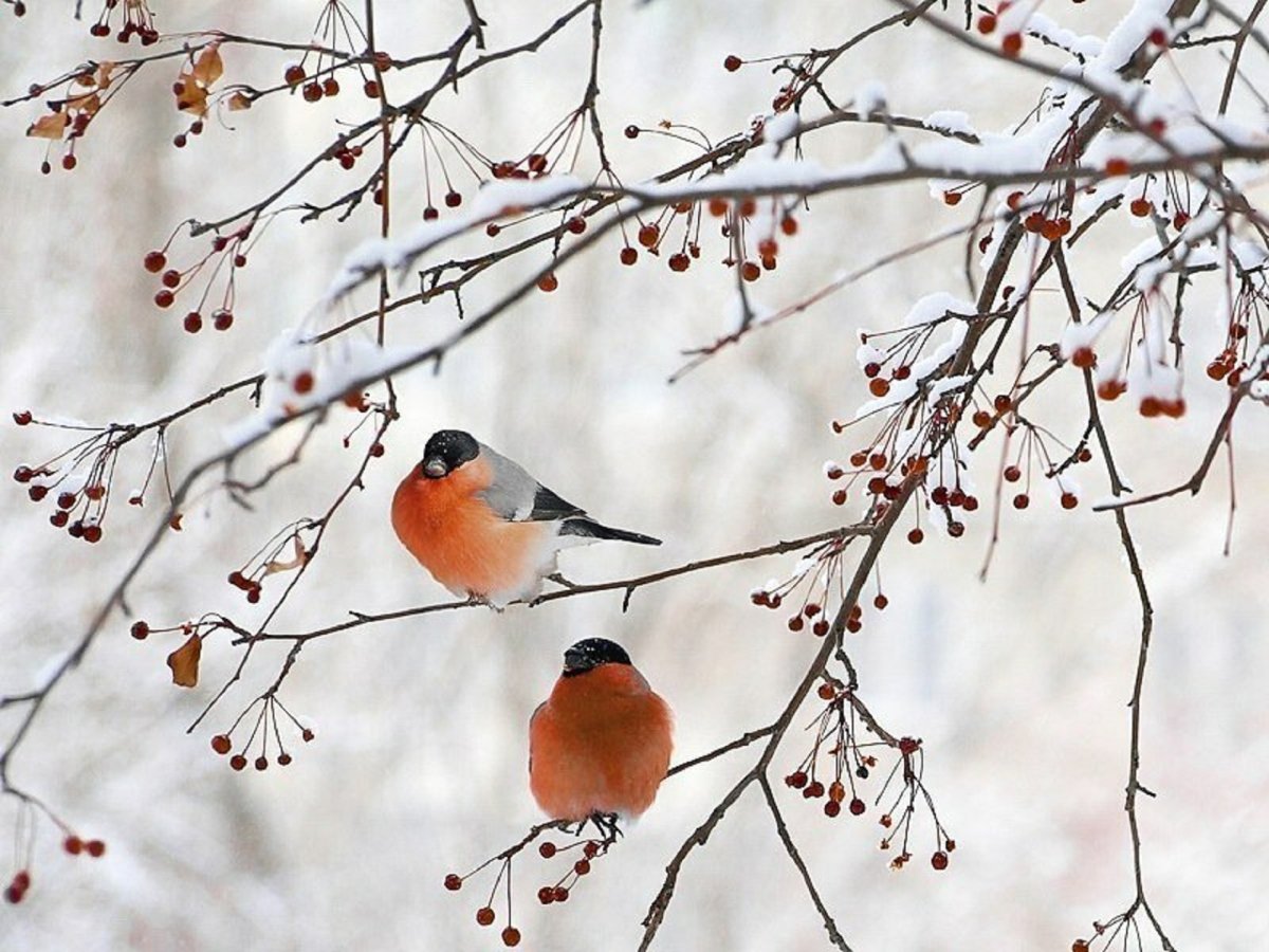 Снегири зимой