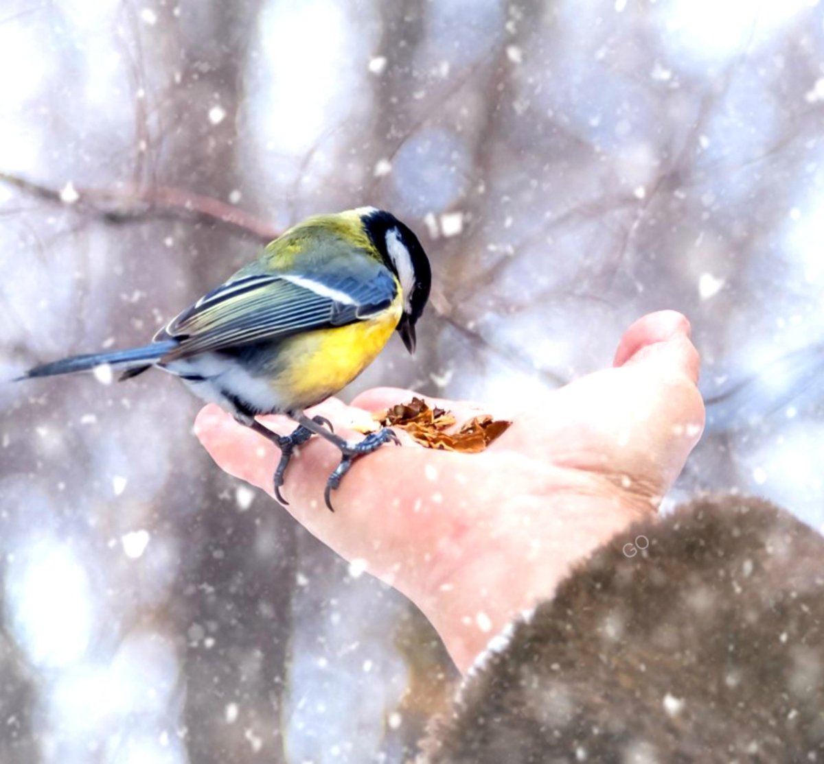 Синичка на руке