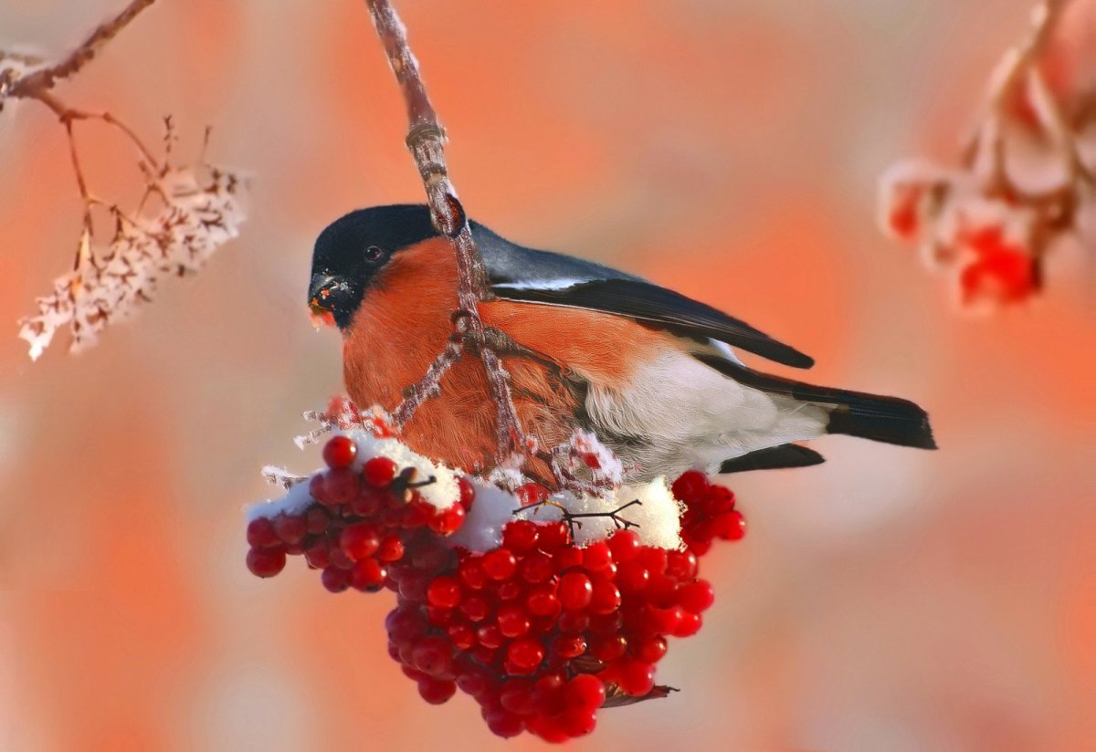 Снегири зимой