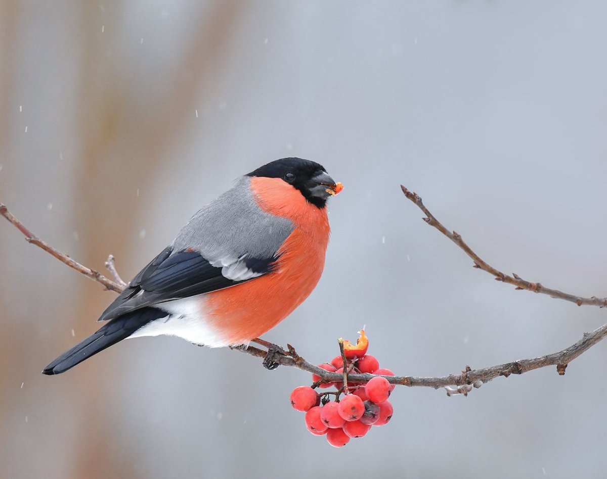Снегири и синички зимой