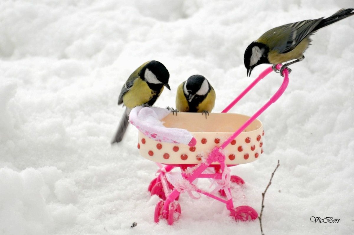 Смешная синица