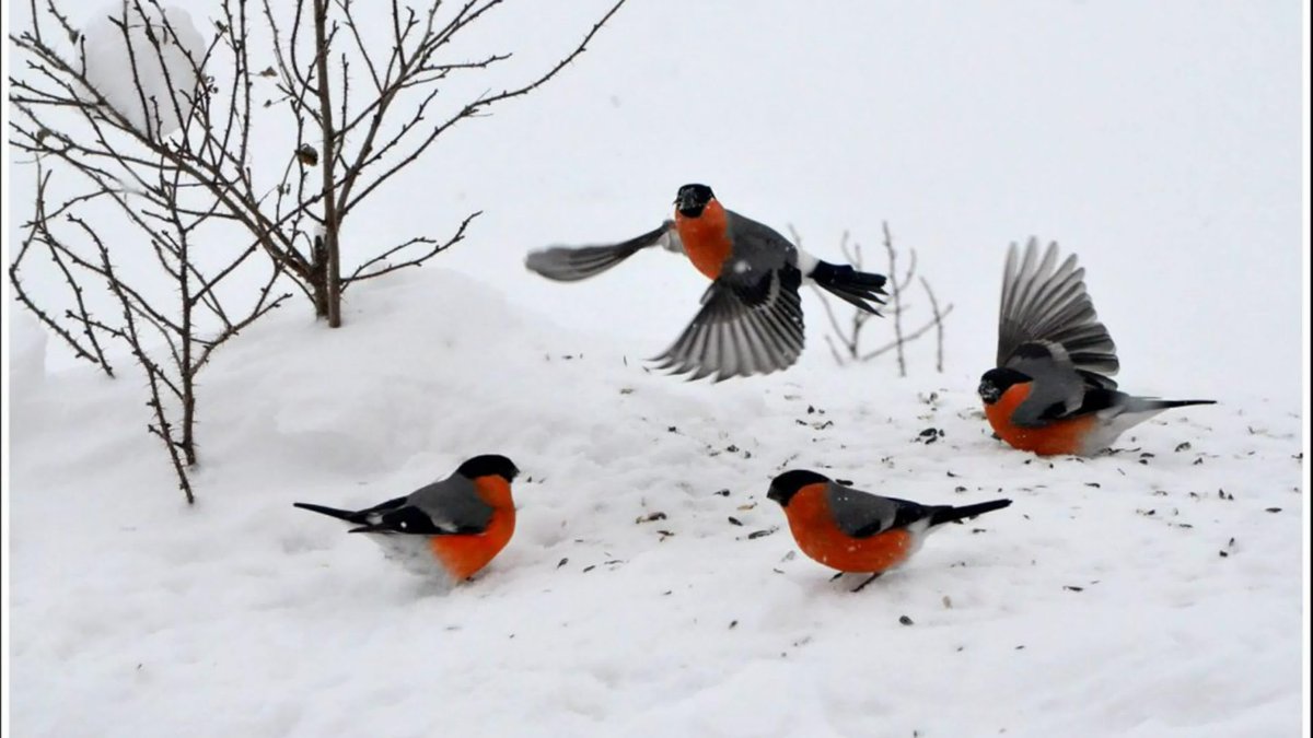 Стая снегирей