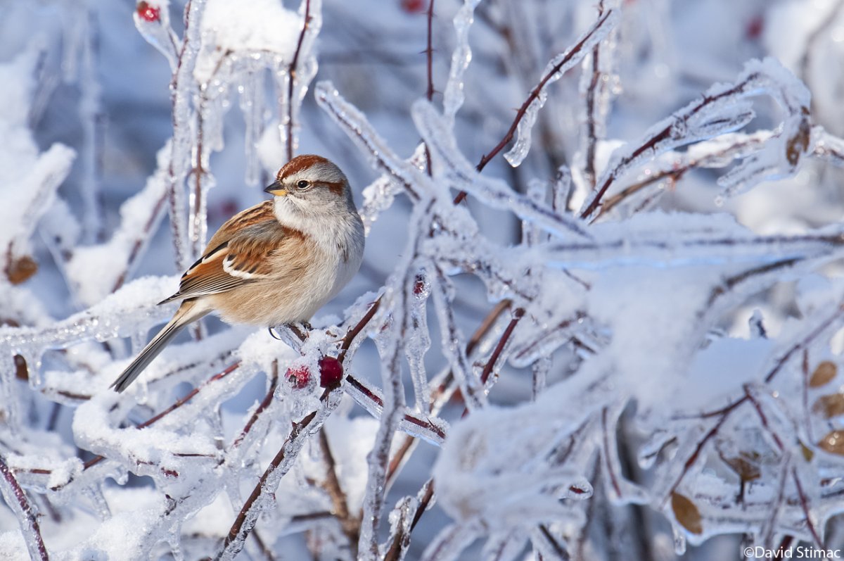 Птицы зимой нов-41