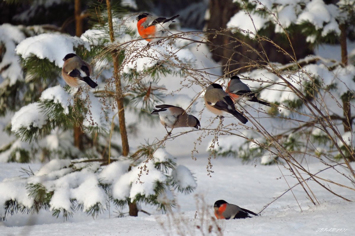 Снегири в зимнем лесу