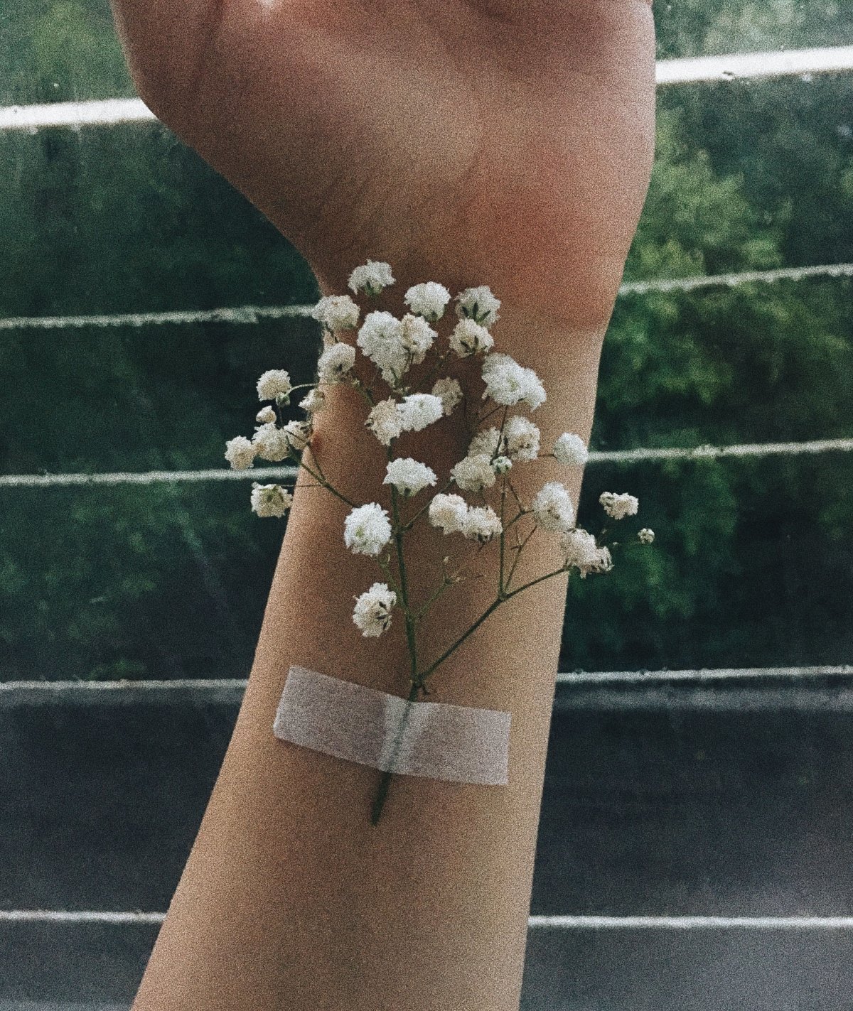 Гипсофилы Эстетика