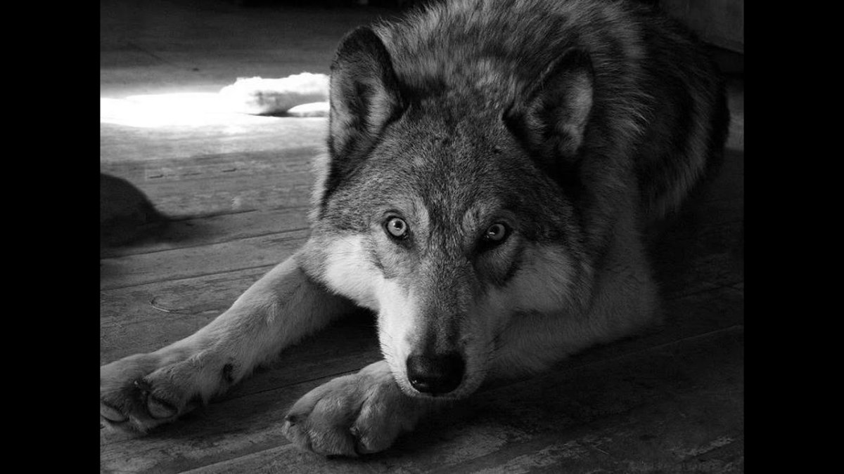 Преданный волк