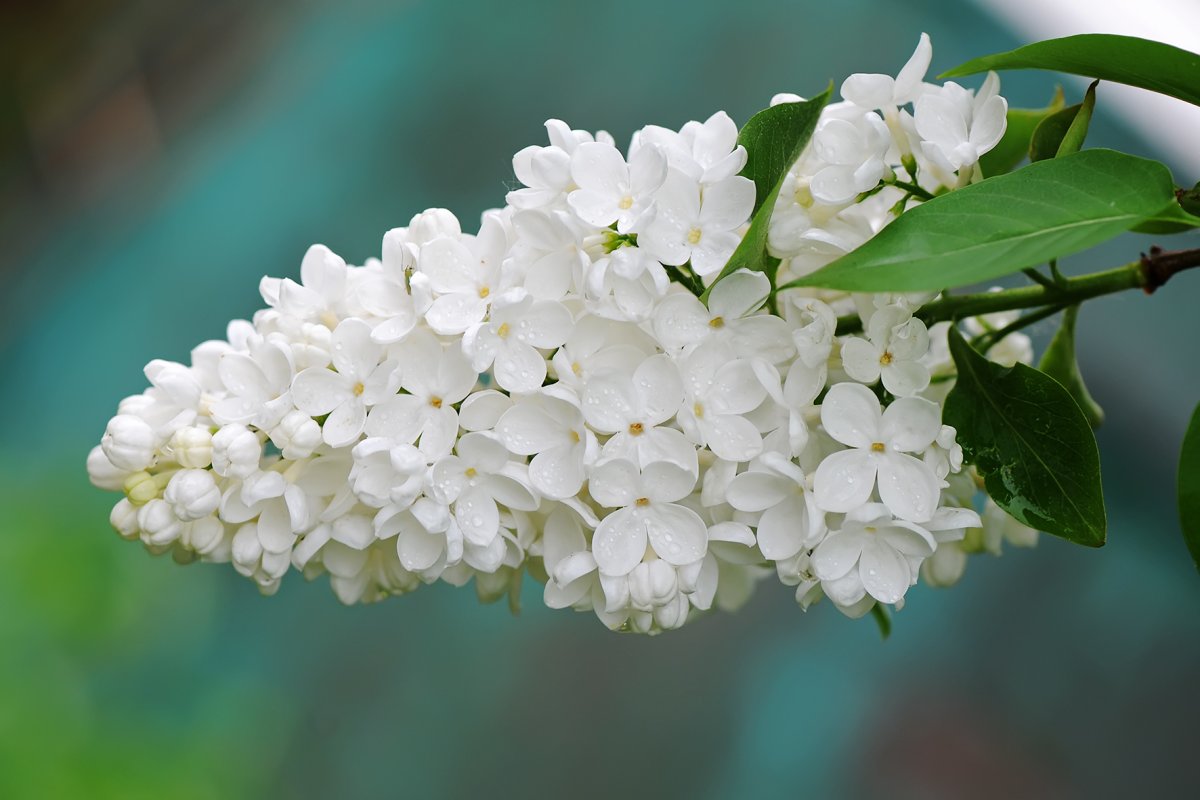 Белая сирень