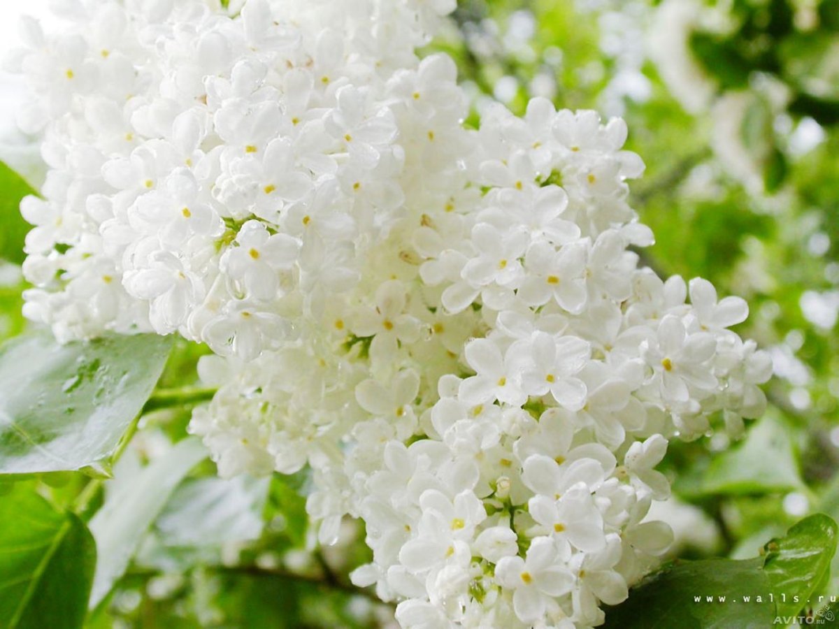 Цветущая сирень и черемуха