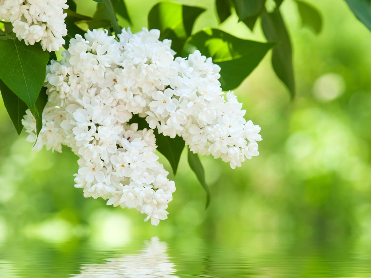 Белая сирень