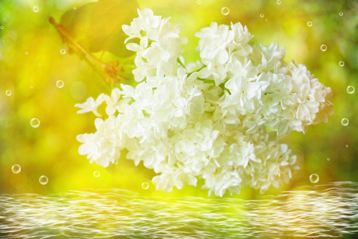 Сирень в лучах солнца