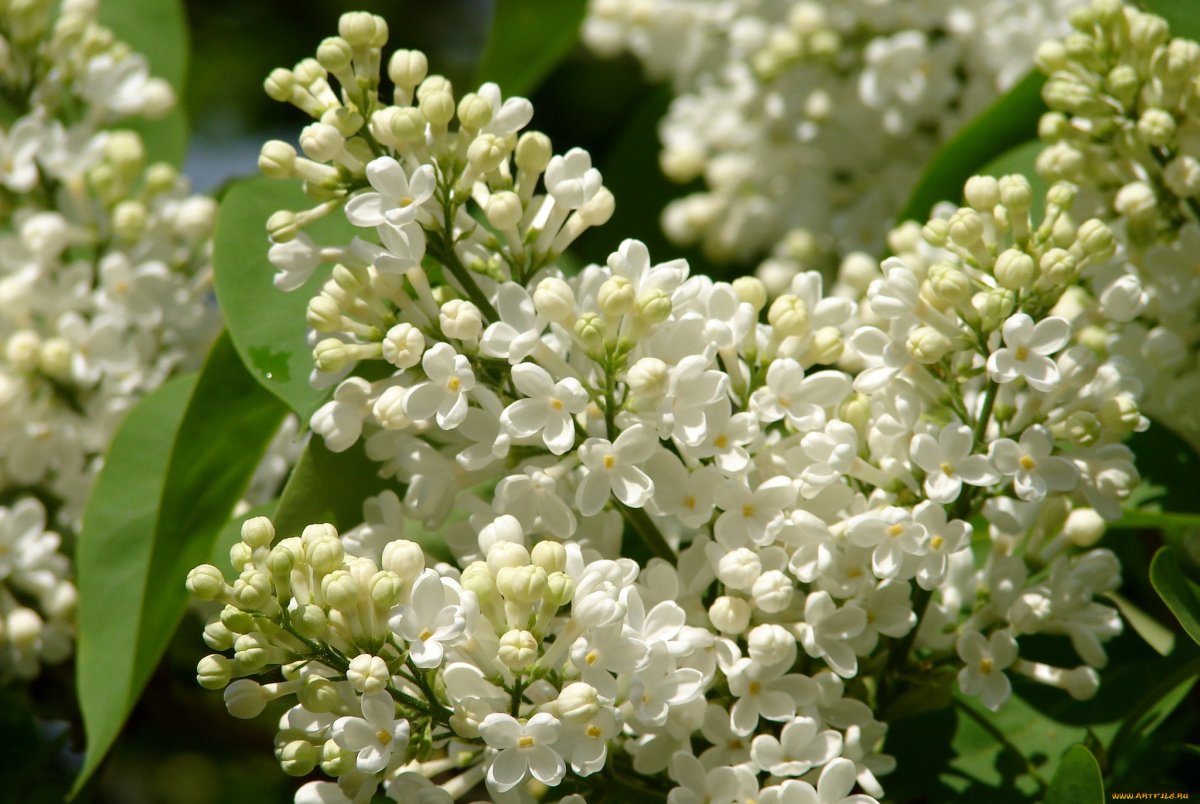 Сирень и черемуха