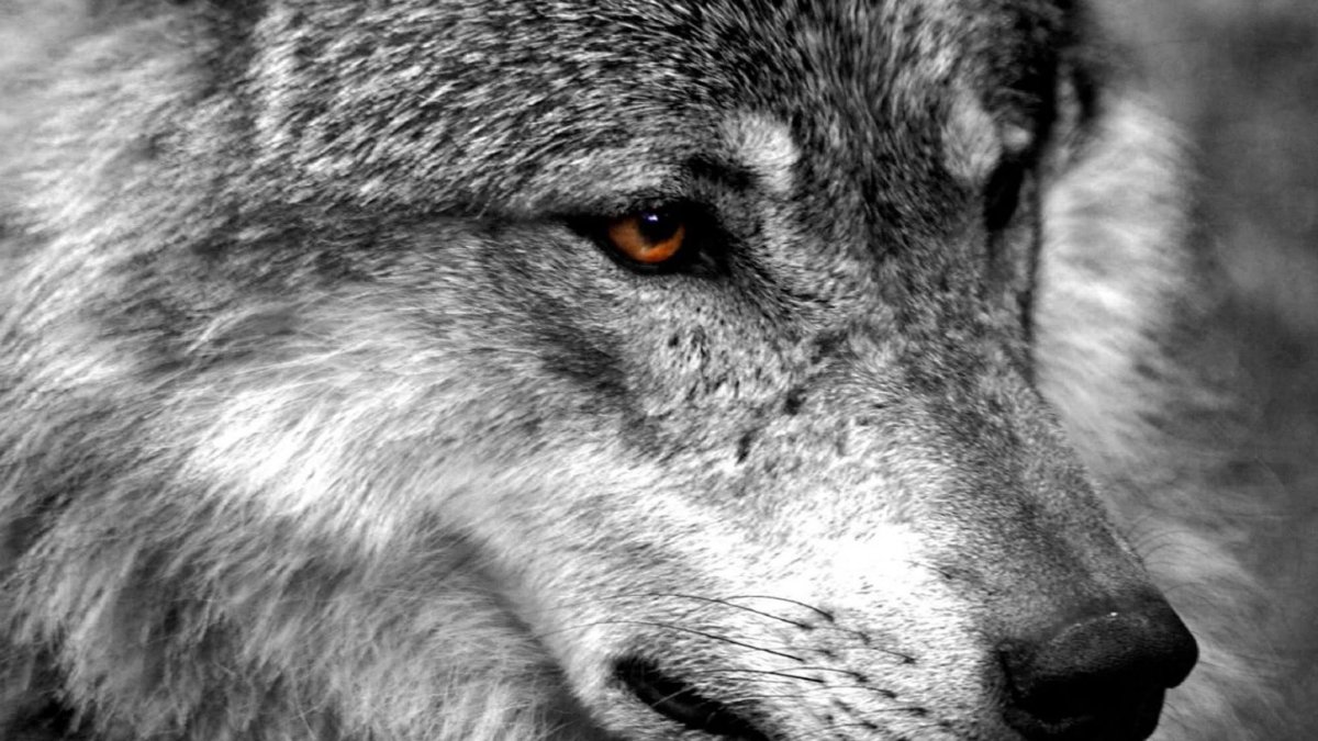 Грустный волк