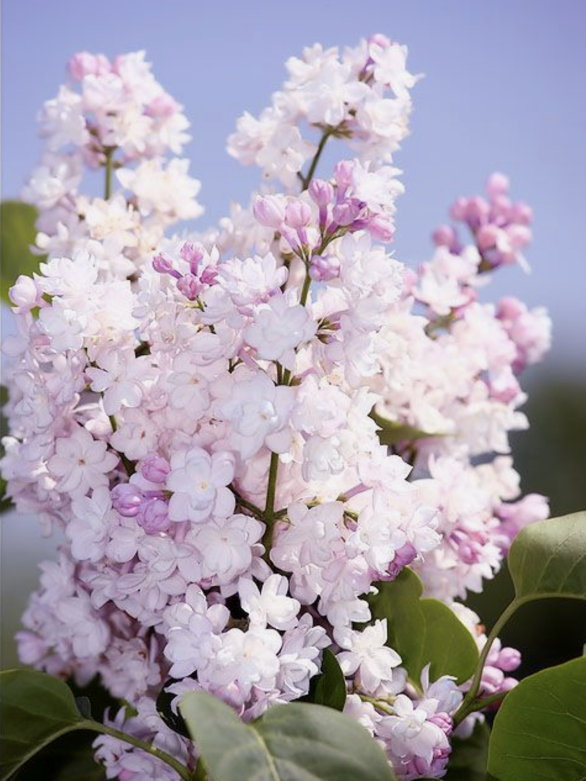 Цветы белой сирени