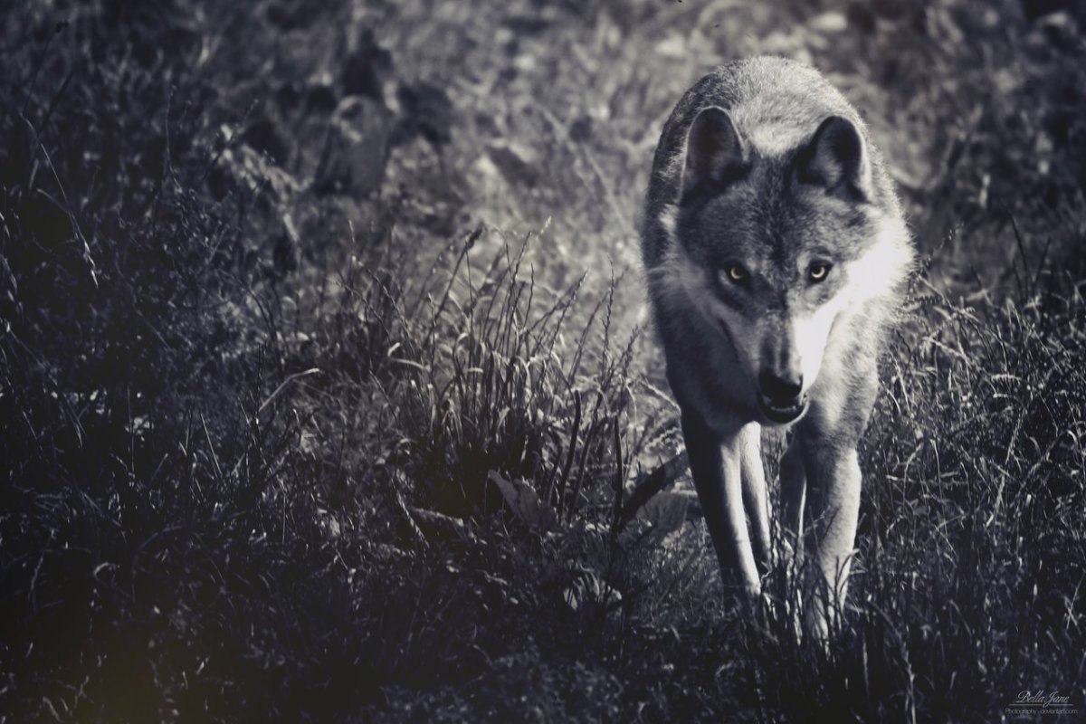 Волк картинка