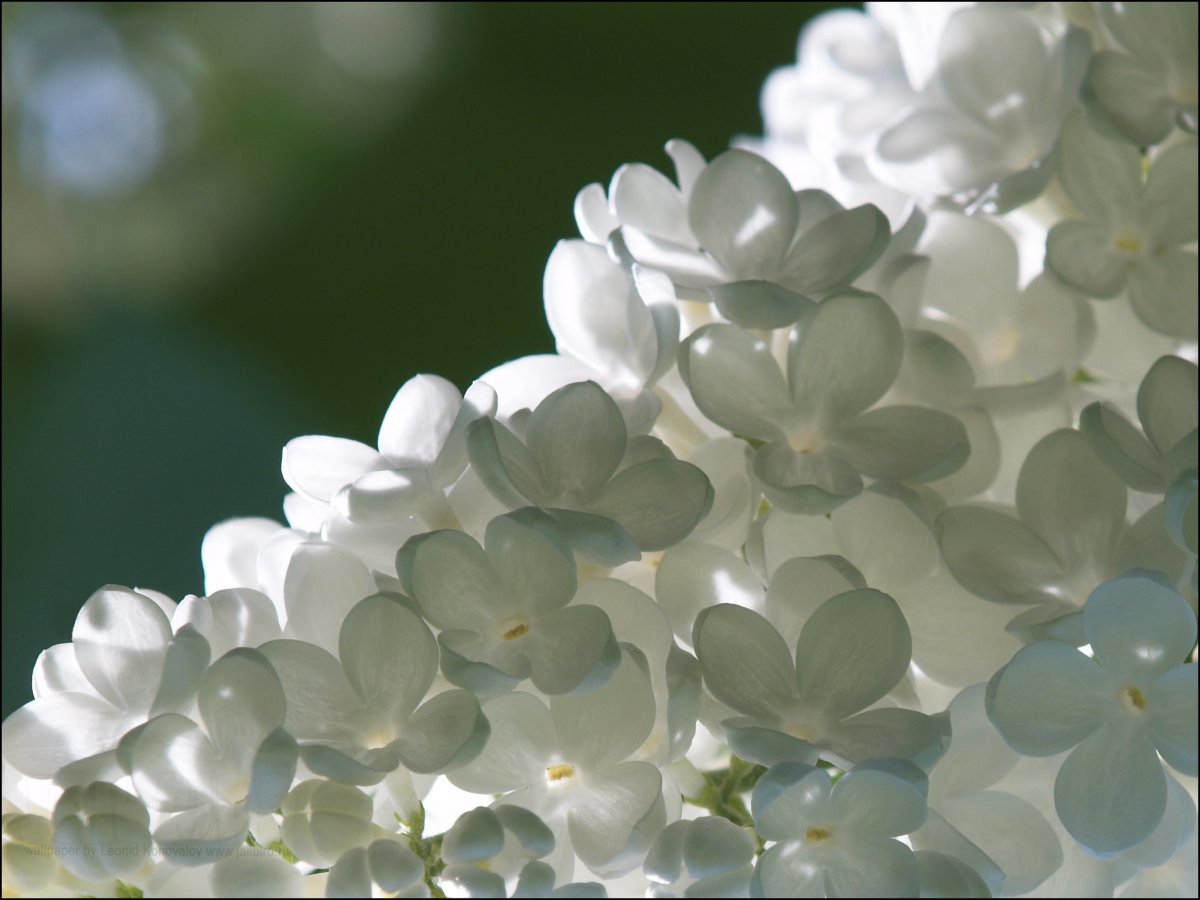 Белые цветы заставка