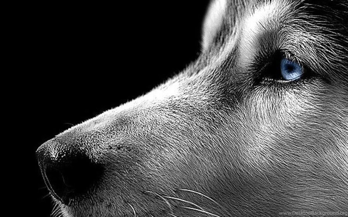 Цитаты про Волков со смыслом до слез