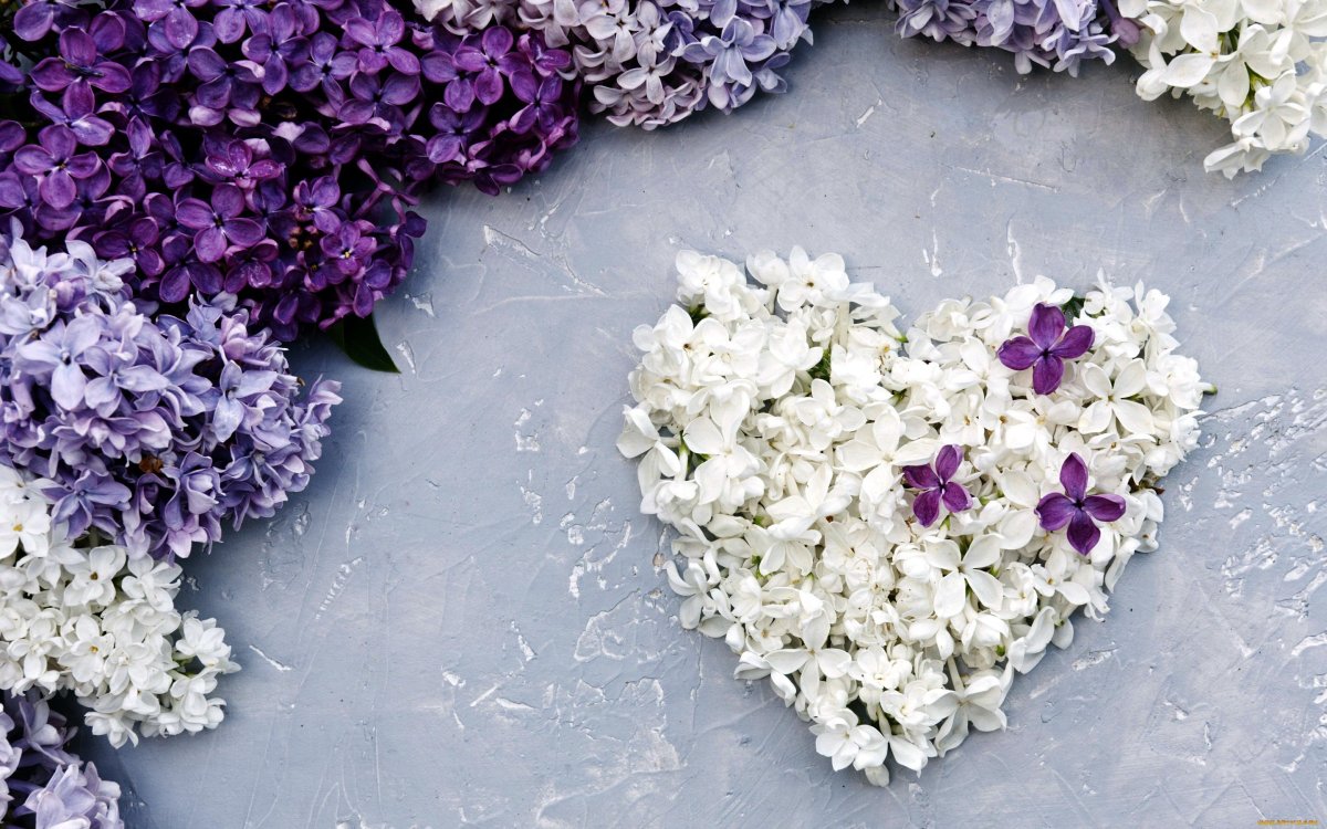 Сирень Флауэр перпл лепестки